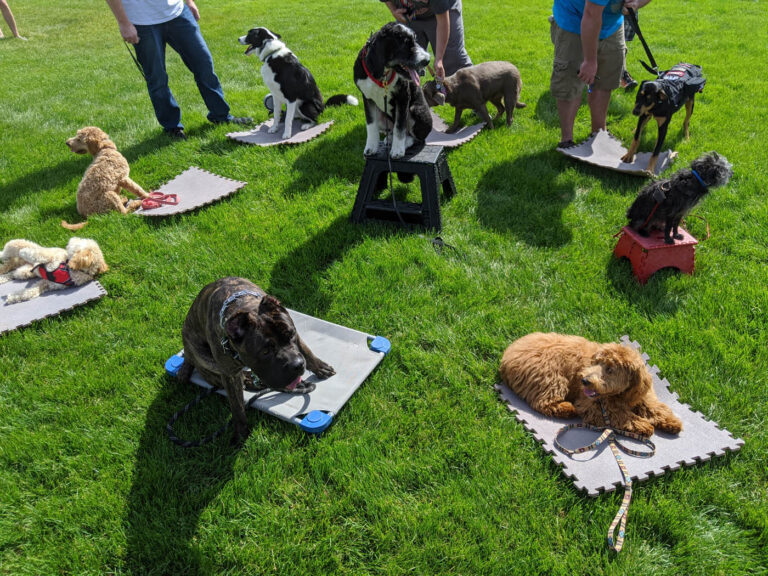 How to Choose the Right Dog Training Program in Oklahoma City for Your Furry Friend